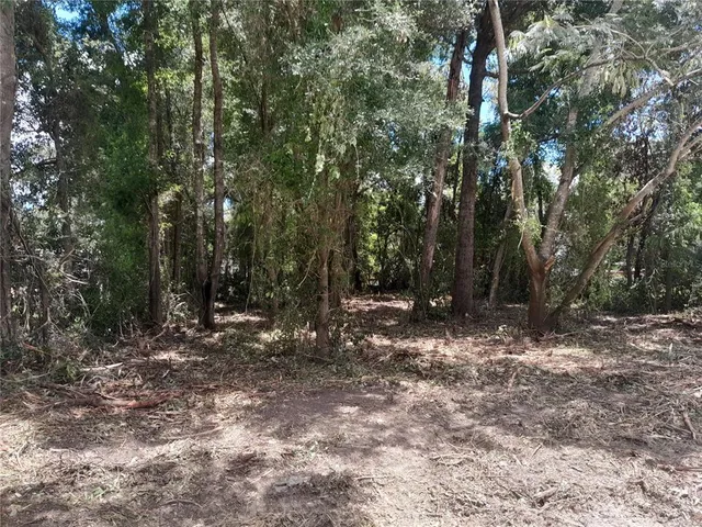 a view of a forest with trees in the background