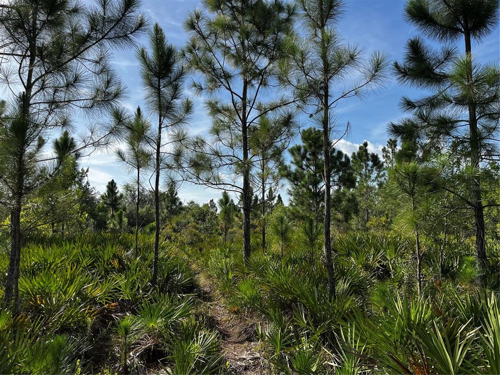 50204 Bermont Road Punta Gorda, FL 33982 - Photo 26 of 50
