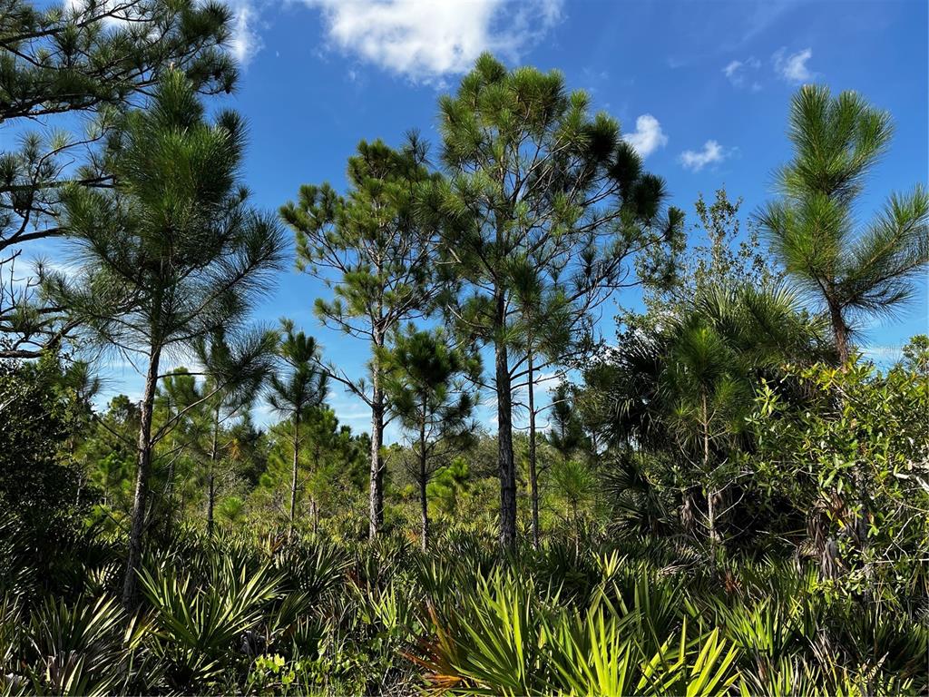 50204 Bermont Road Punta Gorda, FL 33982 - Photo 27 of 50