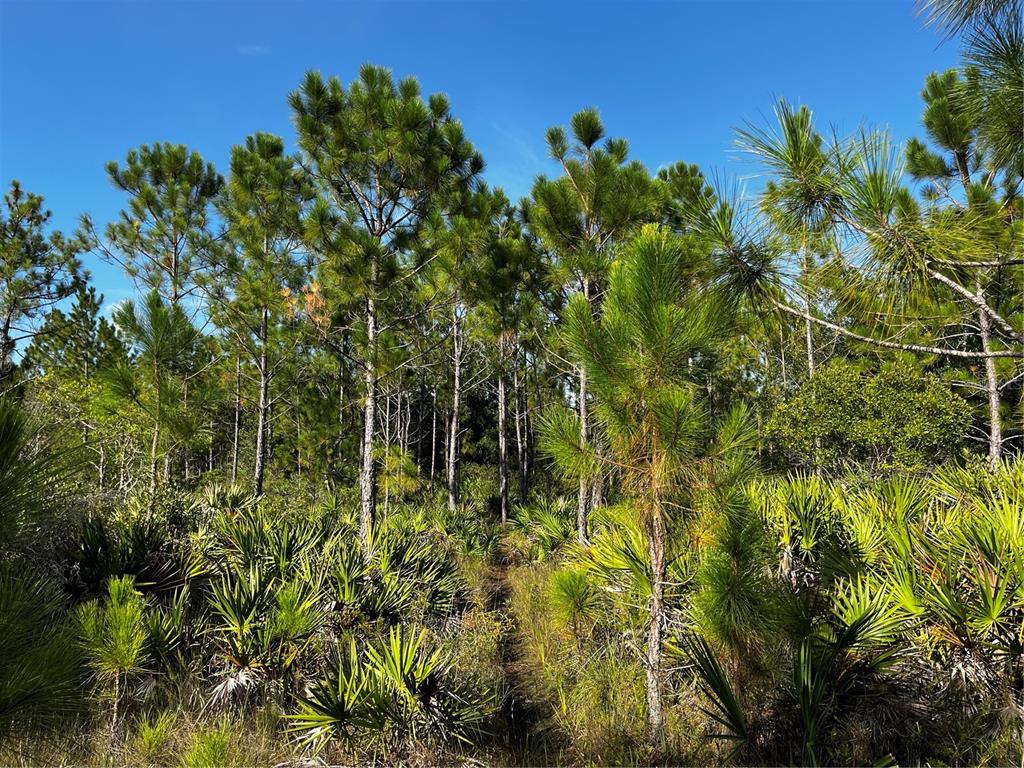 50204 Bermont Road Punta Gorda, FL 33982 - Photo 3 of 50