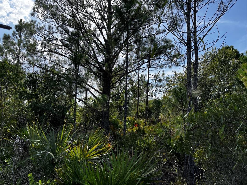 50204 Bermont Road Punta Gorda, FL 33982 - Photo 37 of 50