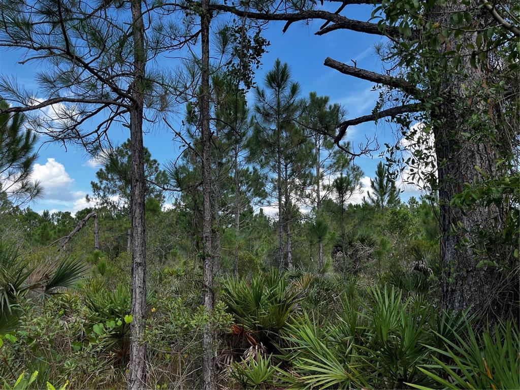 50204 Bermont Road Punta Gorda, FL 33982 - Photo 39 of 50