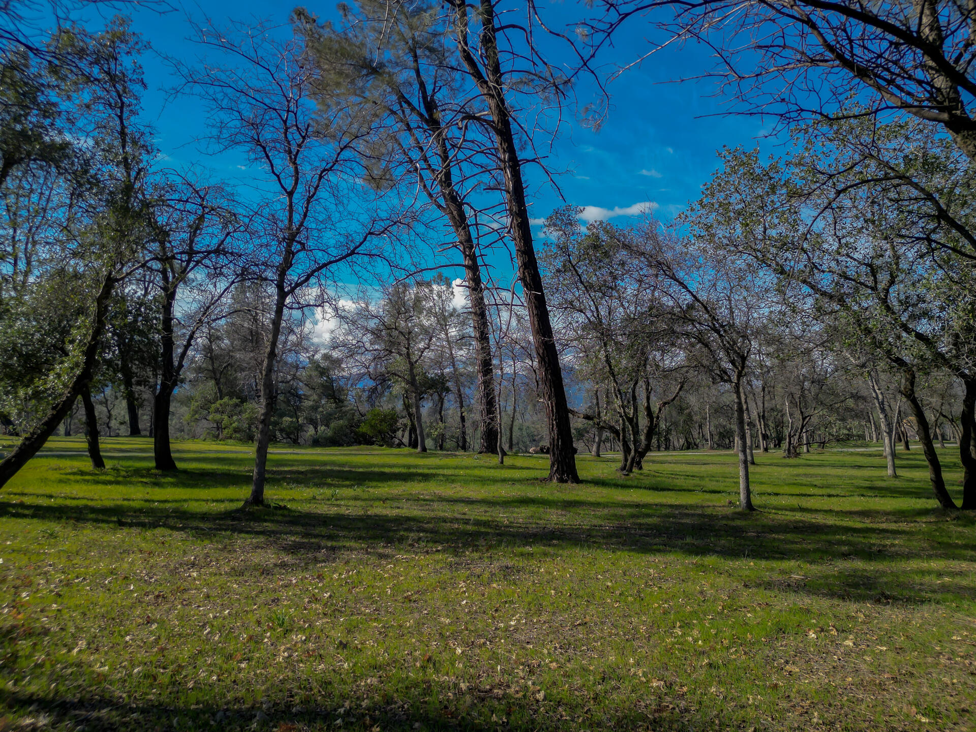 0 Butterfield Lane Anderson, CA 96007 - Photo 4 of 21 ButterfieldProperty-5