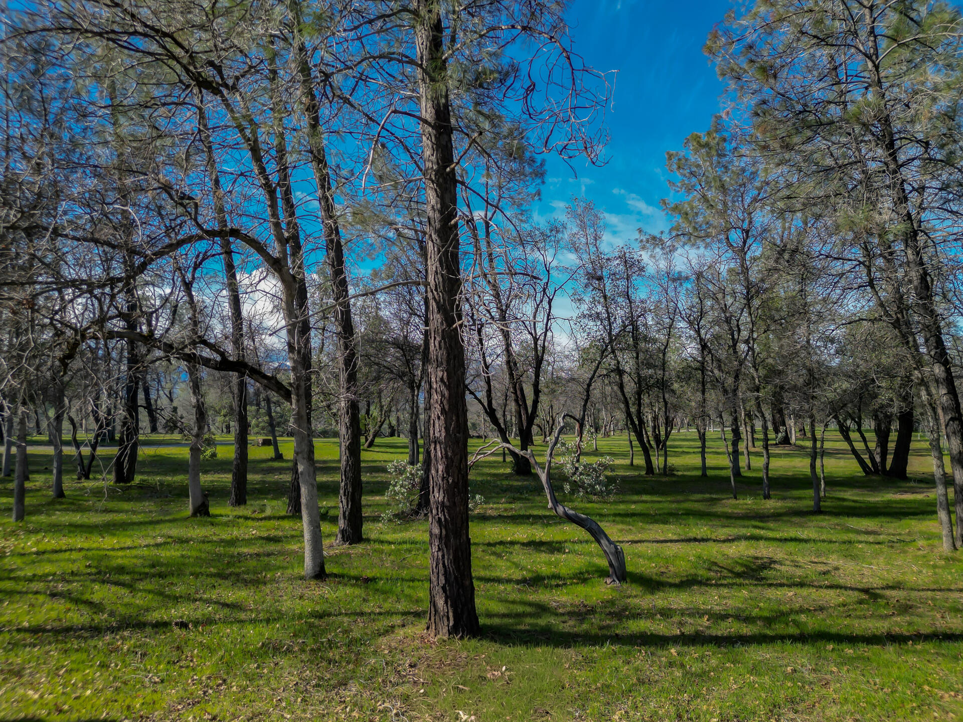 0 Butterfield Lane Anderson, CA 96007 - Photo 9 of 21 ButterfieldProperty-4