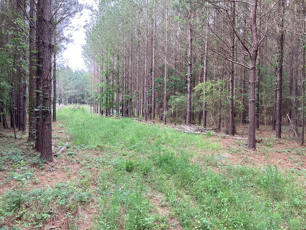 1290 Guy Branch Road Cottonwood, AL 36320 - Photo 17 of 20