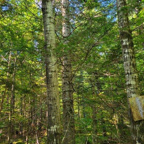 862 Hemore Road Houlton, ME 04730 - Photo 11 of 33