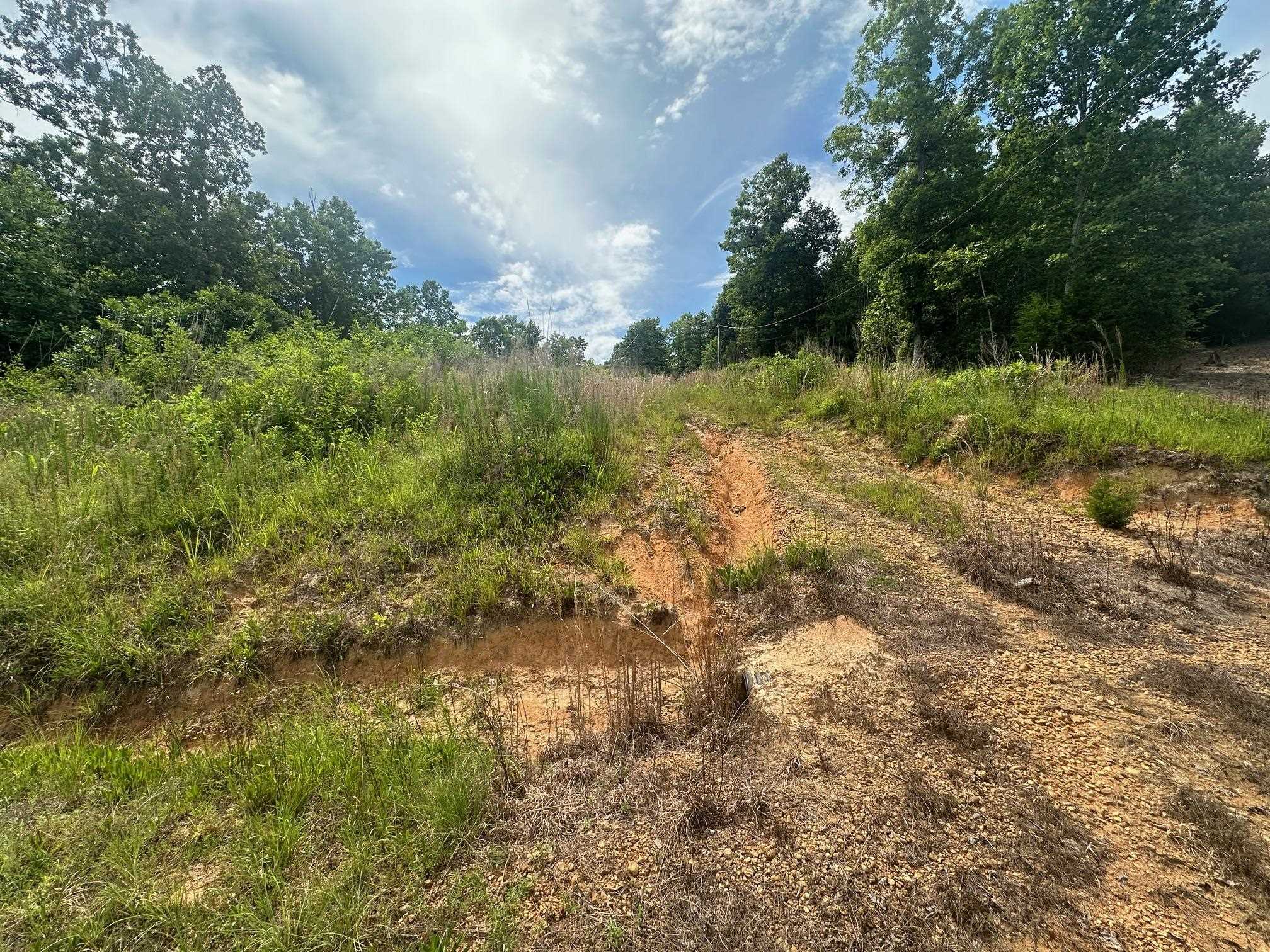 0 Clay Loop Savannah, TN 38372 - Photo 7 of 18 a view of a yard with a tree
