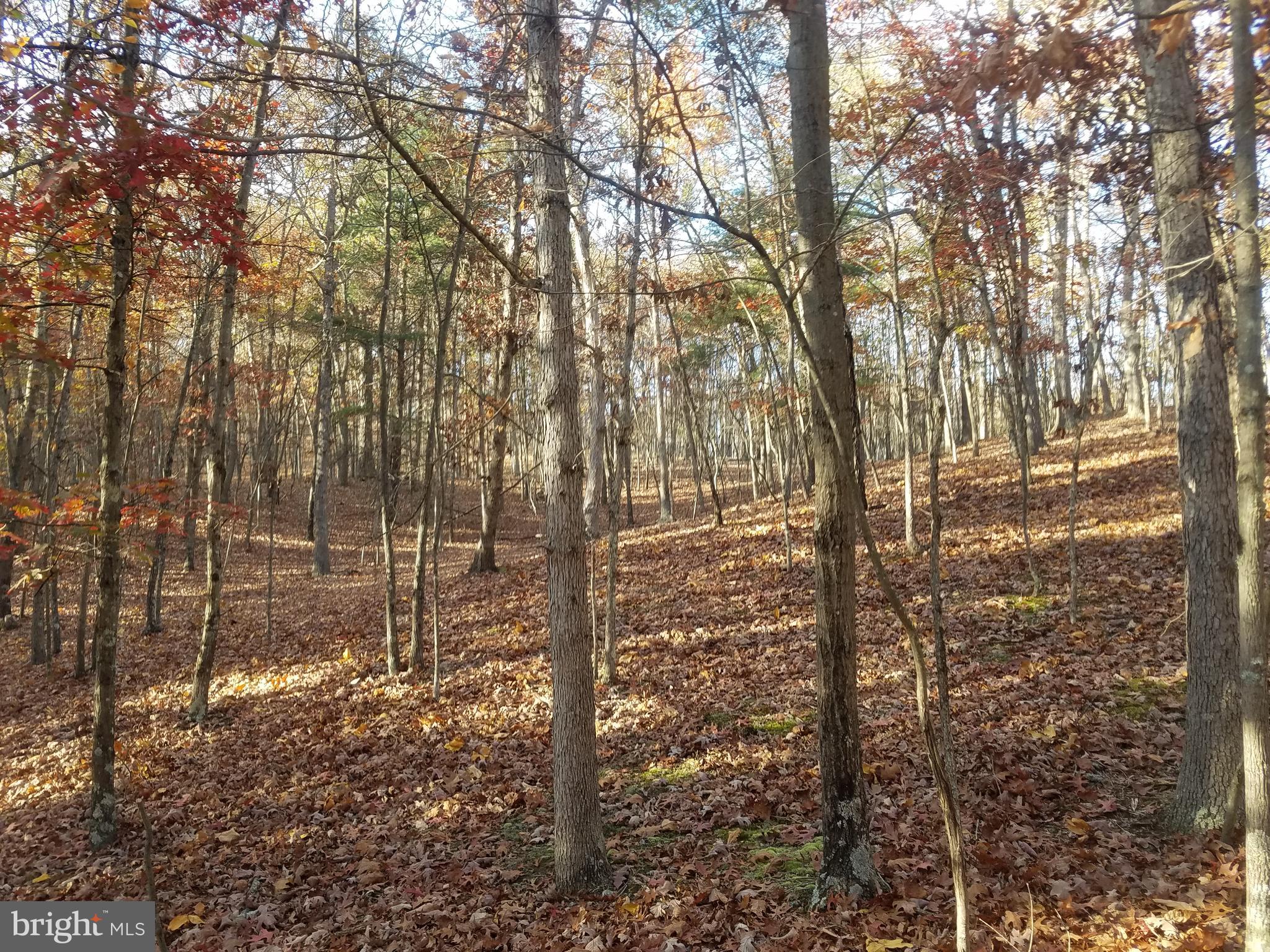 Turkey Hollow Road Romney, WV 26757 - Photo 10 of 21