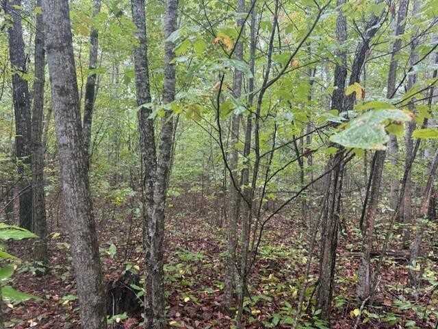 14 Sawmill Road Palmer, TN 37365 - Photo 11 of 12 a view of forest