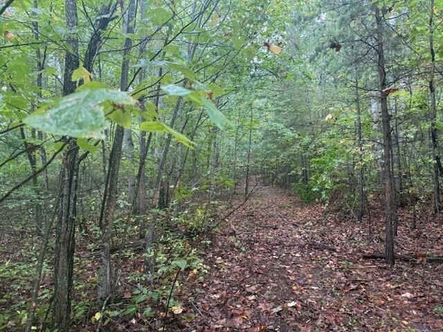 14 Sawmill Road Palmer, TN 37365 - Photo 2 of 12 a view of a forest with lots of trees