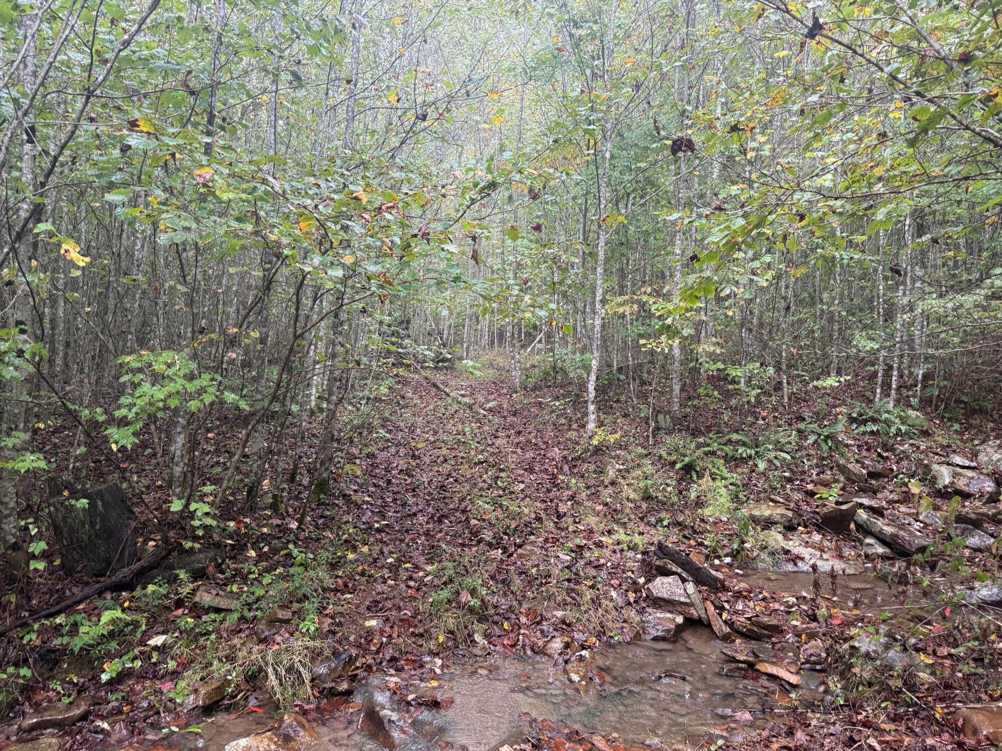 14 Sawmill Road Palmer, TN 37365 - Photo 4 of 12 a view of a garden with a pathway