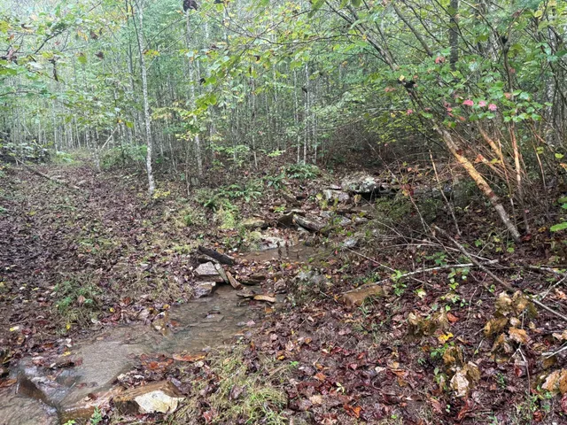 a view of a forest that has a tree