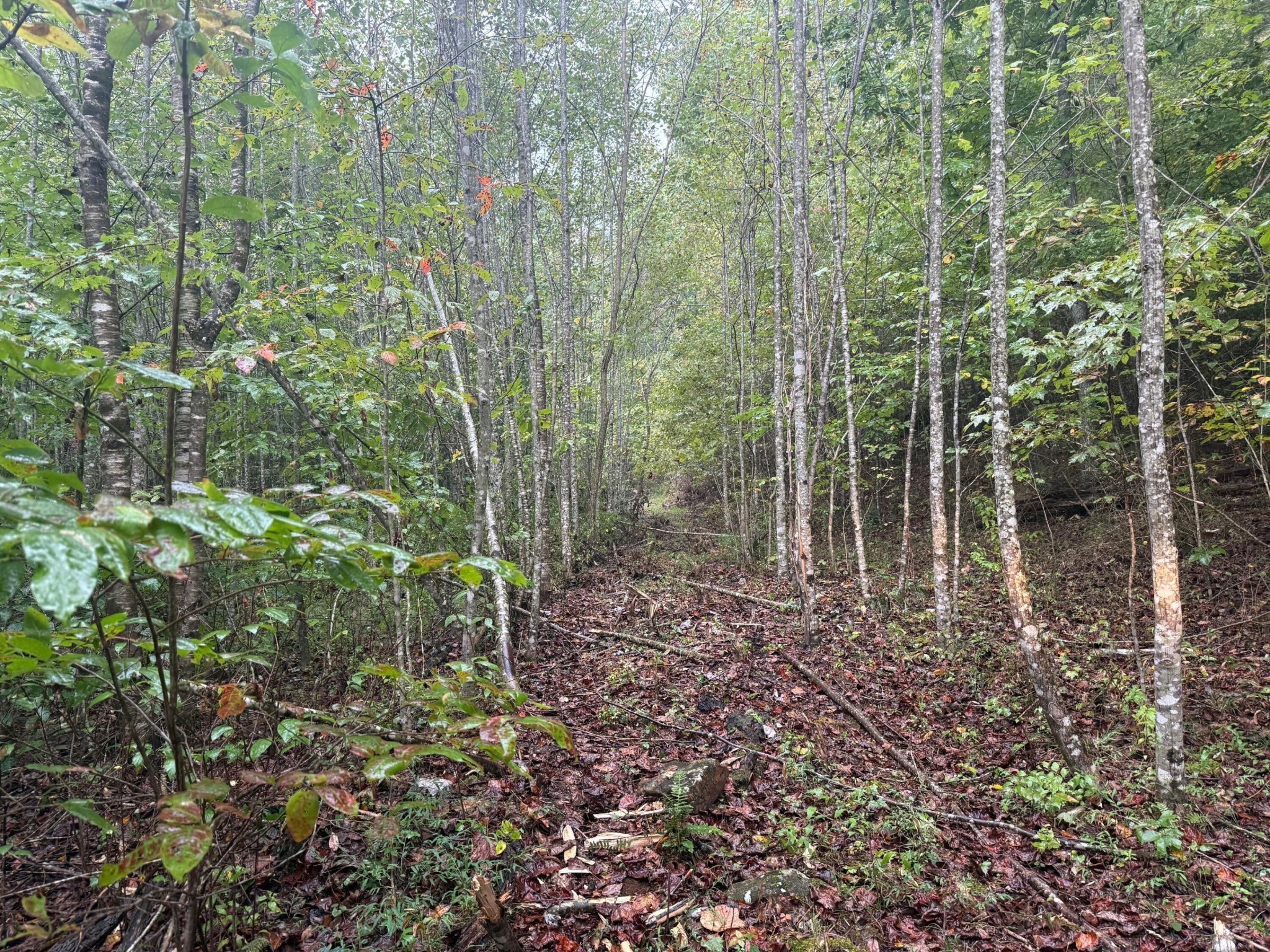 14 Sawmill Road Palmer, TN 37365 - Photo 7 of 12 a view of a forest with trees and flowers