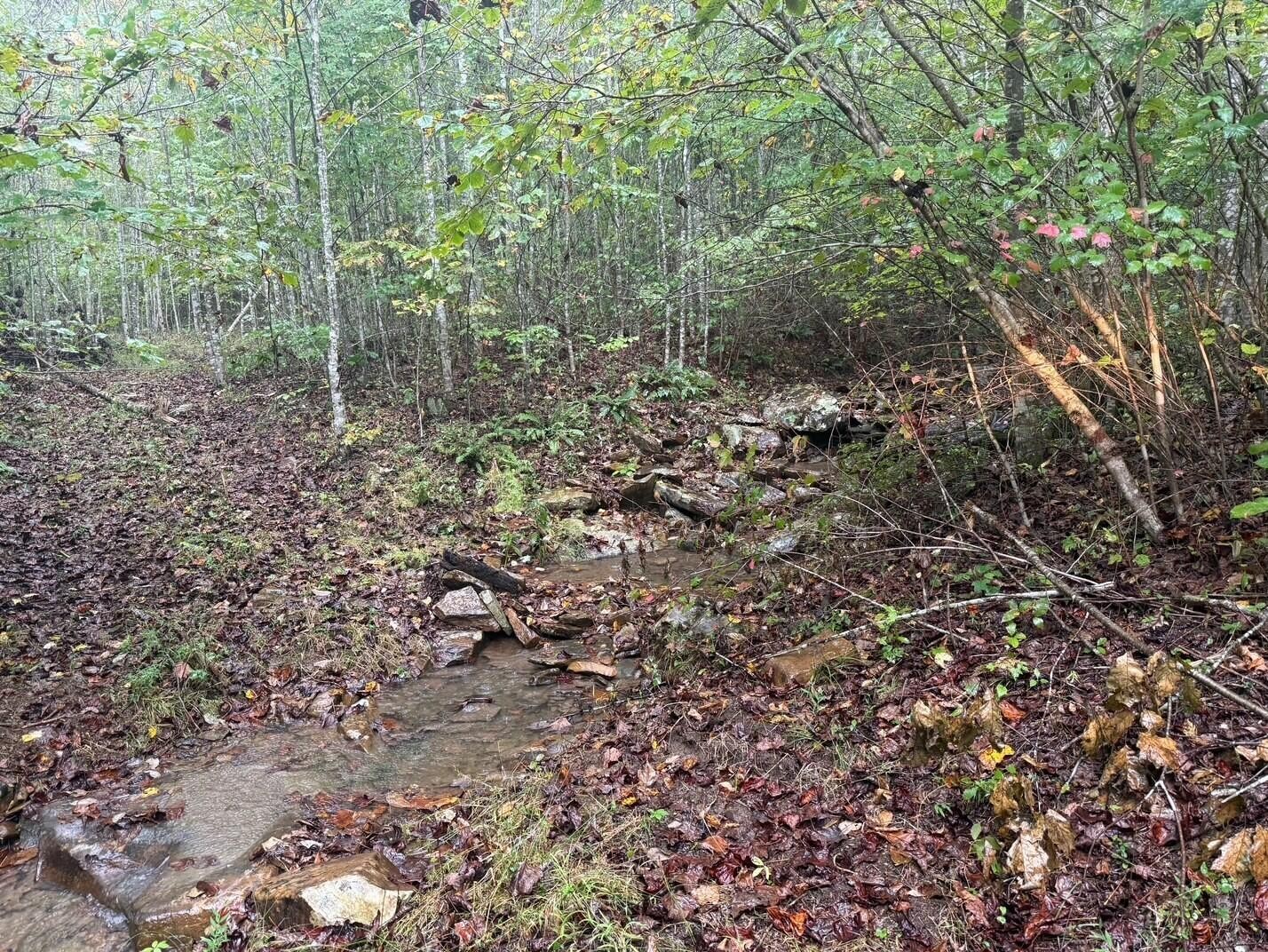 14 Sawmill Road Palmer, TN 37365 - Photo 8 of 12 a view of a forest that has a tree