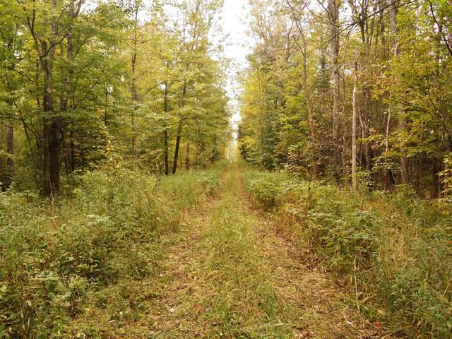 Off Wood Creek Avenue Rib Lake, WI 54470 - Photo 4 of 16 Gallery Image 4