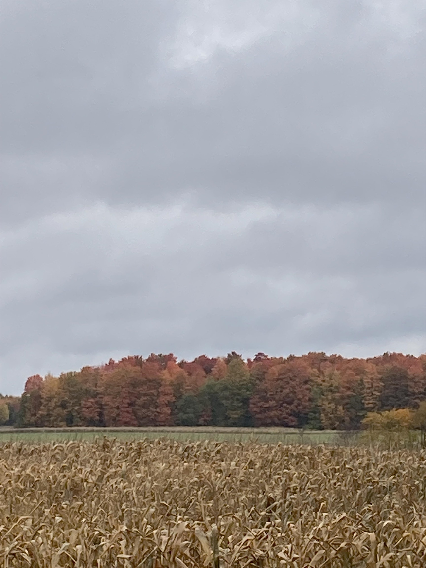 Vl East Vl E Sparling Road Kingsley, MI 49649 - Photo 4 of 12