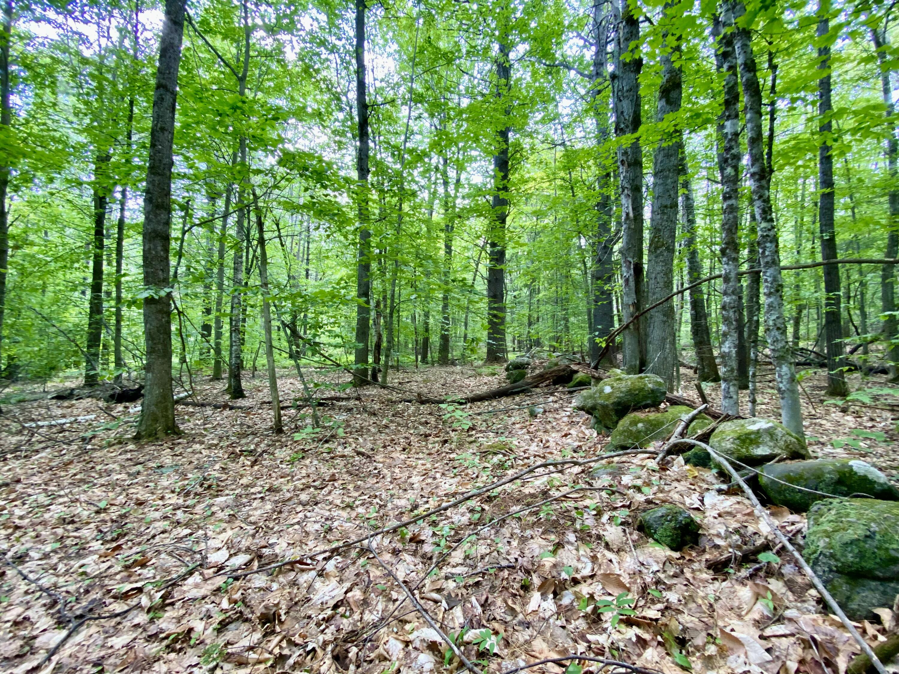 0 Maplecrest Road Parsonsfield, ME 04047 - Photo 8 of 11 IMG_3014