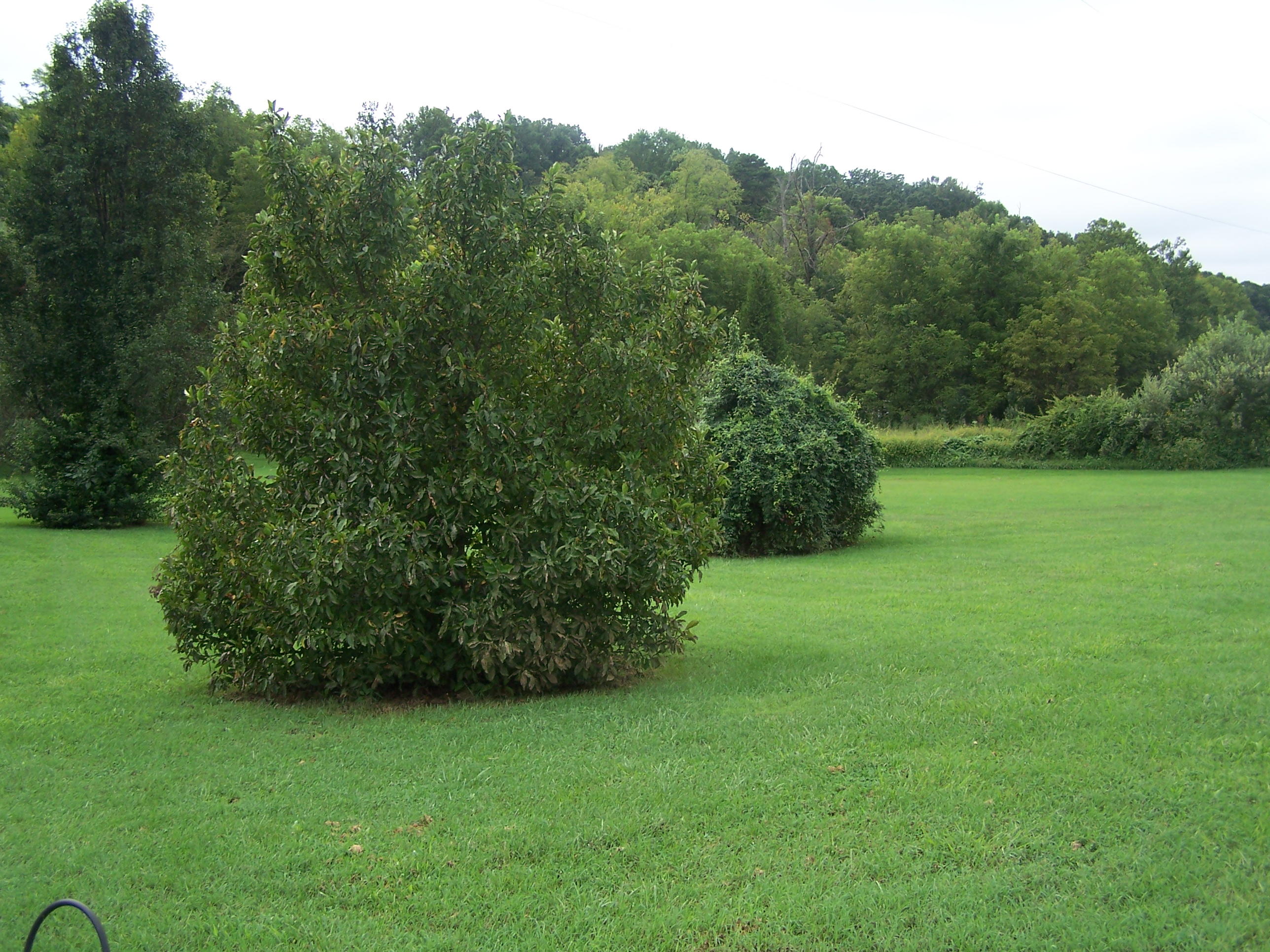 1305 Prease Road Buchanan, VA 24066 - Photo 2 of 36 Yard