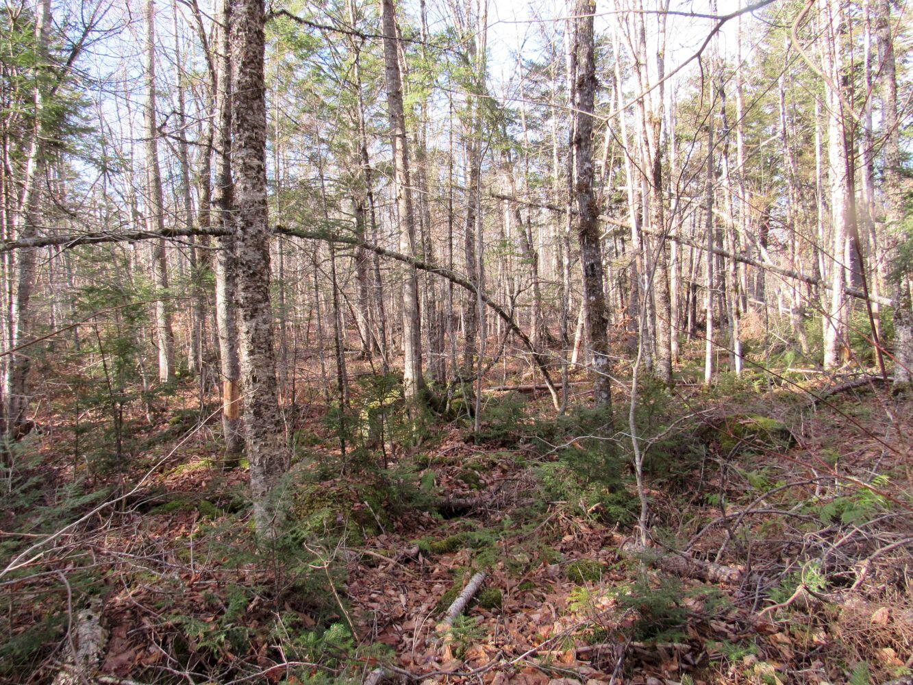 M5-l2 Parkman Road Wellington, ME 04942 - Photo 28 of 35 #27
