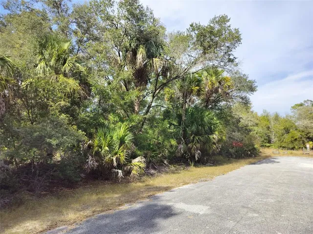 a view of a yard with plants and large trees