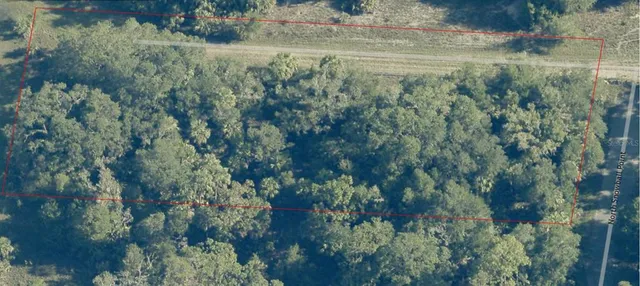 a view of a forest with a tree