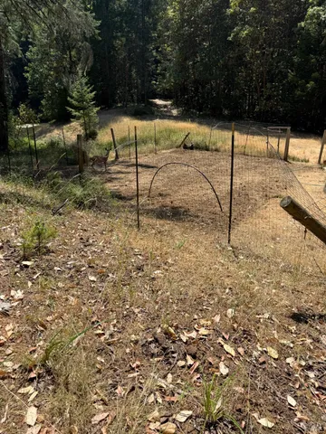 a view of a yard with plants and large trees