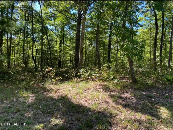 a view of a forest with trees in the background