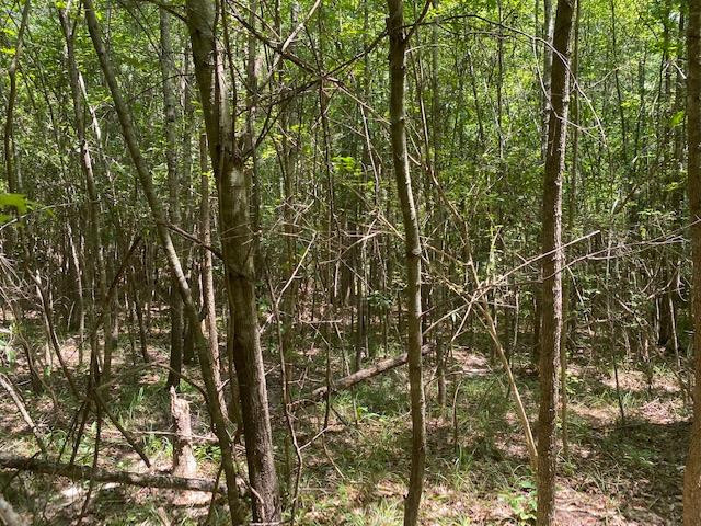 0 Rolling Oak Road, Unit 1 Braxton, MS 39044 - Photo 2 of 10 Photo 2