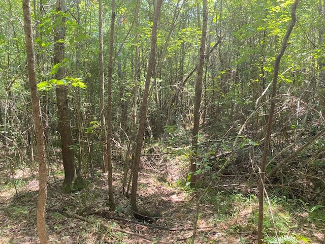 0 Rolling Oak Road, Unit 1 Braxton, MS 39044 - Photo 3 of 10 Photo 3