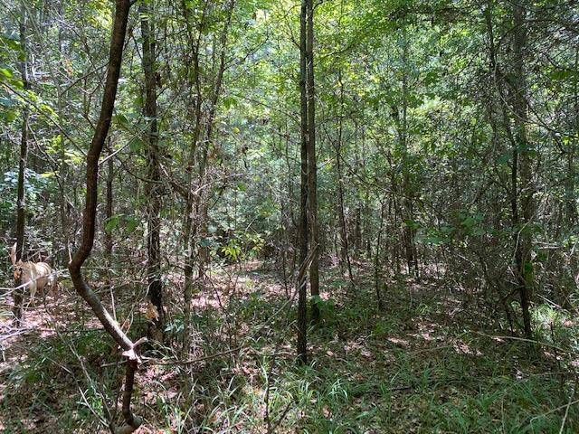 0 Rolling Oak Road, Unit 1 Braxton, MS 39044 - Photo 9 of 10 Photo 9
