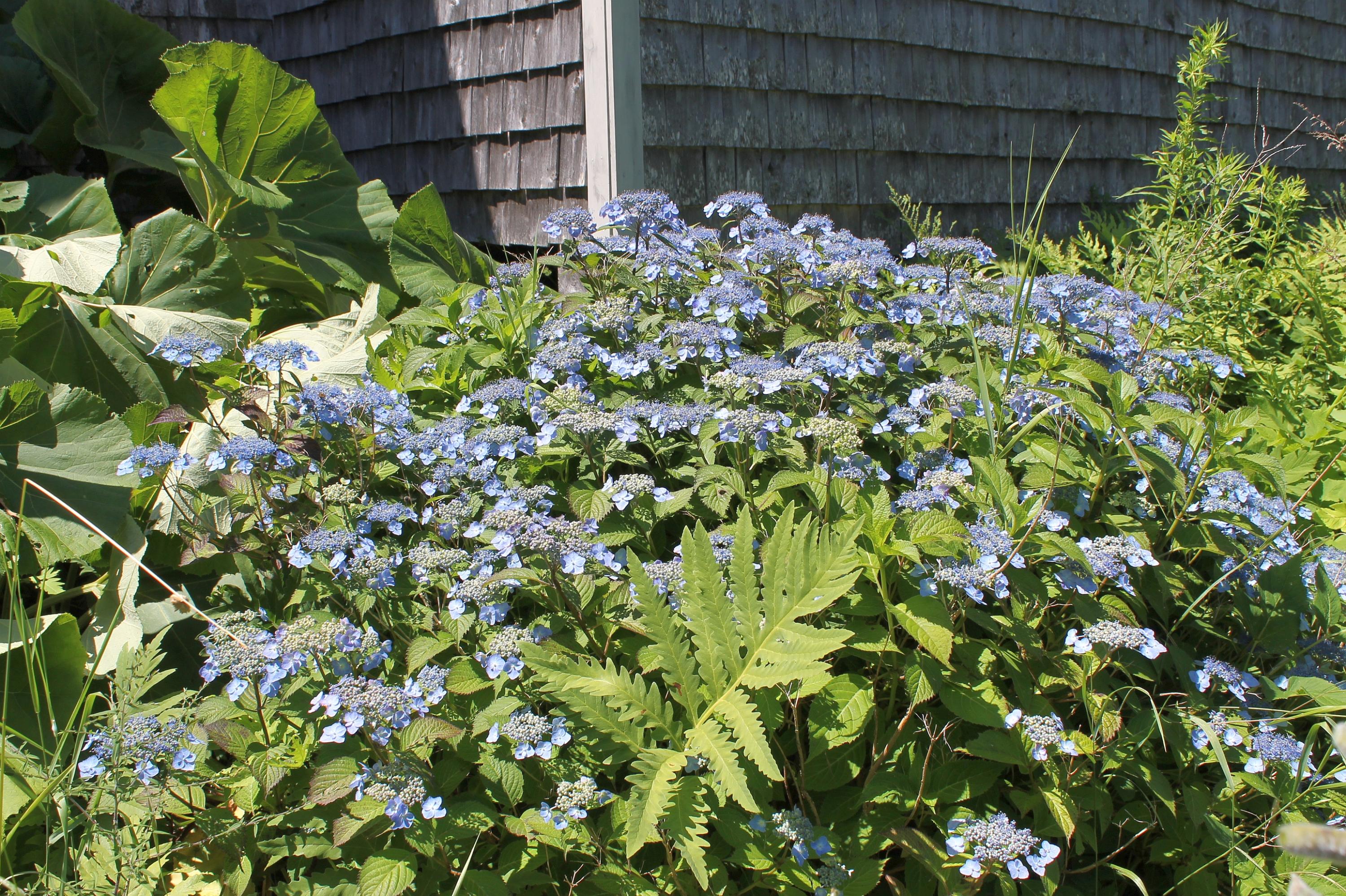 96 Seekins Road Searsport, ME 04974 - Photo 33 of 38 BlueBillowsHydrangia