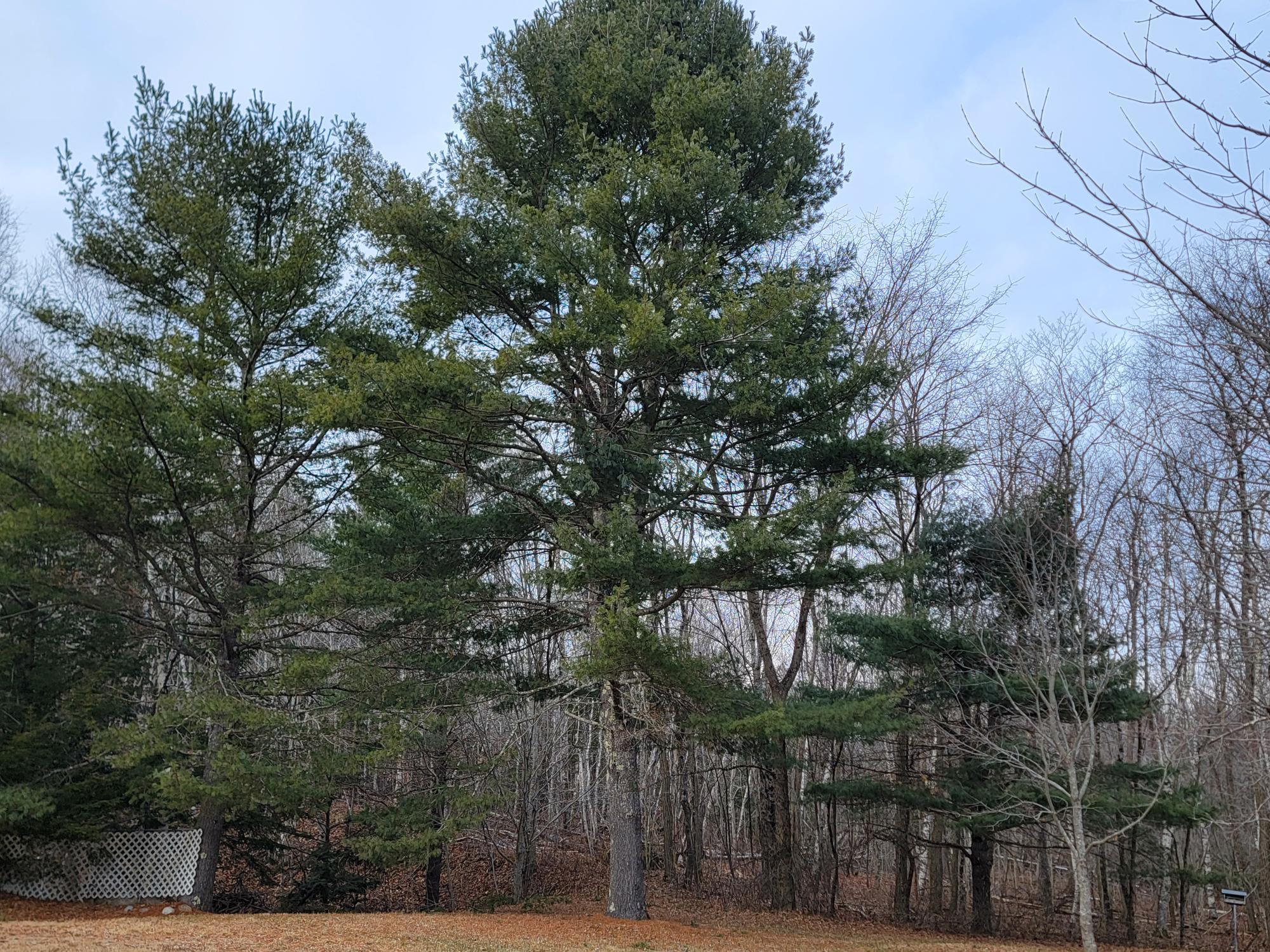 1244 Moore Road Otis, ME 04605 - Photo 13 of 34 Mature Trees