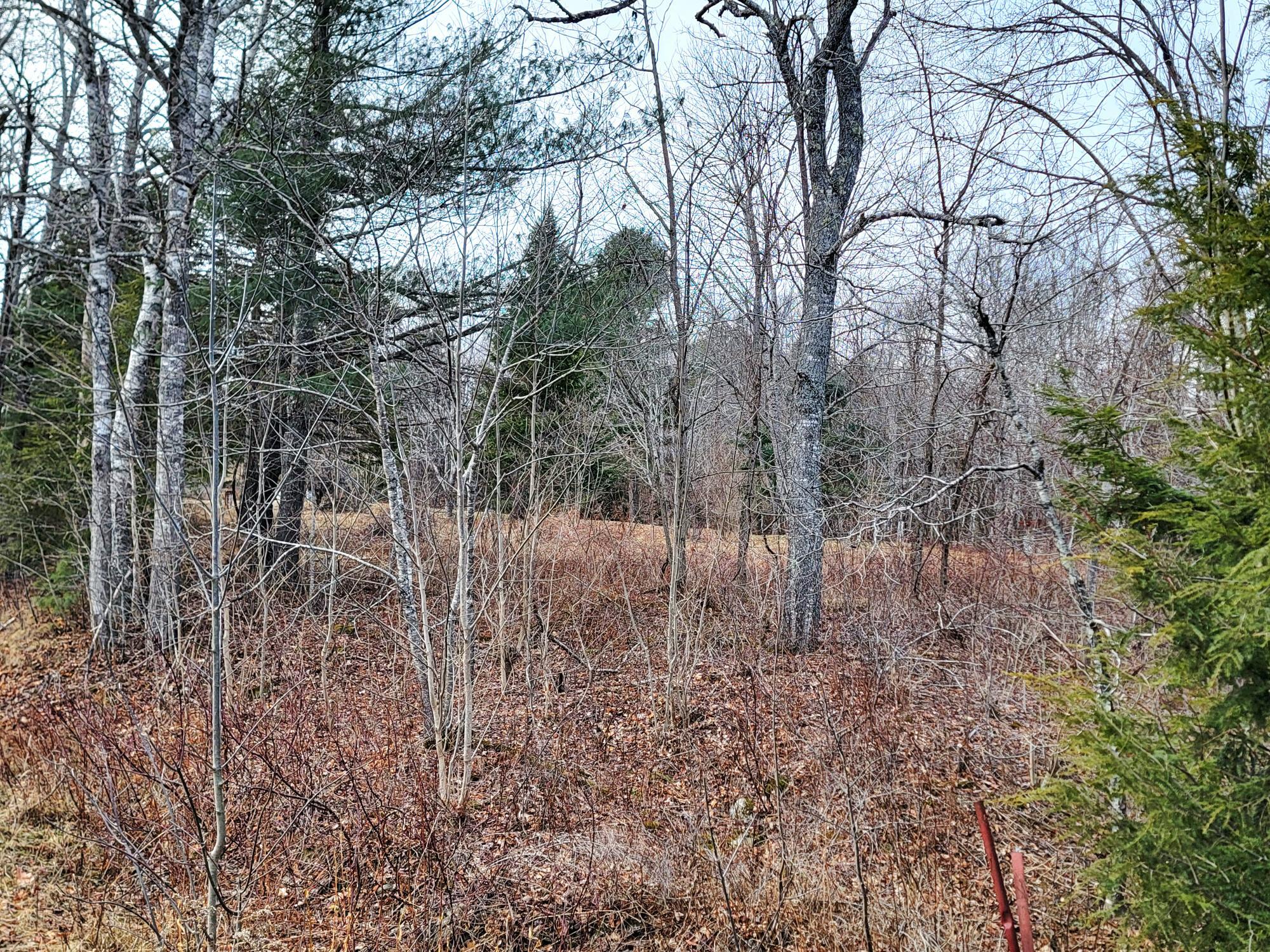 1244 Moore Road Otis, ME 04605 - Photo 17 of 34 Mature Trees