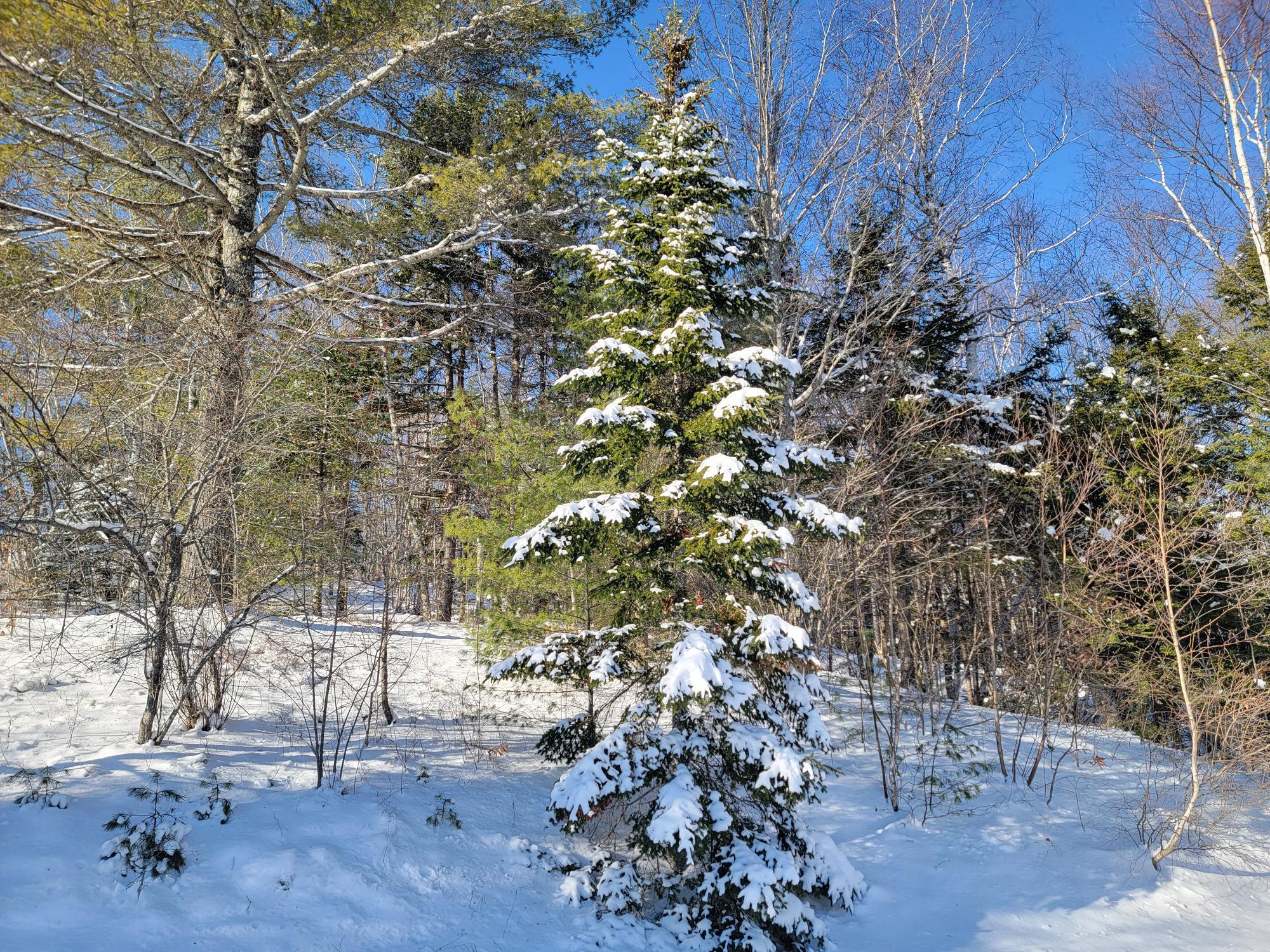 1244 Moore Road Otis, ME 04605 - Photo 23 of 34 Mature Trees