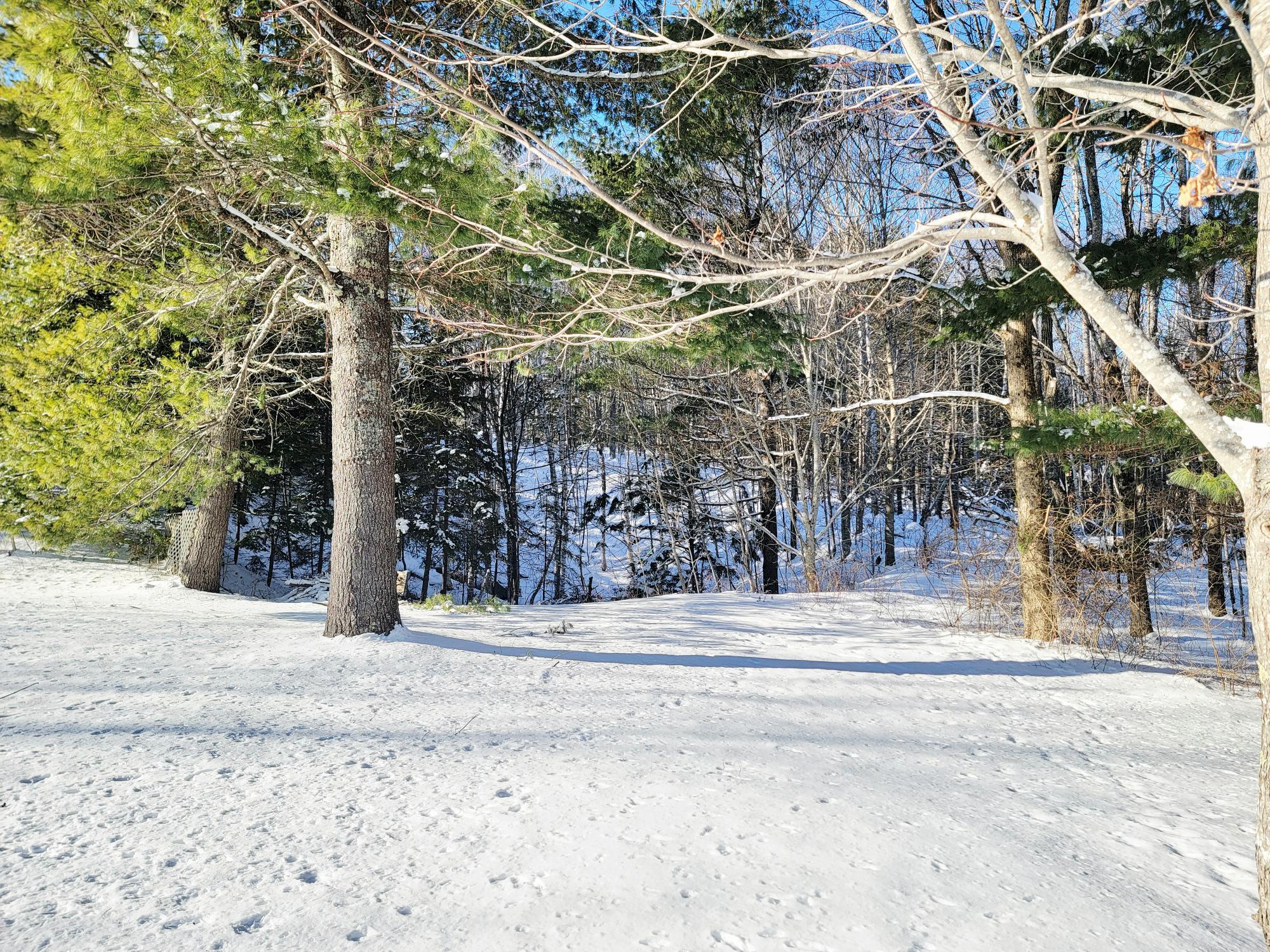 1244 Moore Road Otis, ME 04605 - Photo 24 of 34 Mature Trees