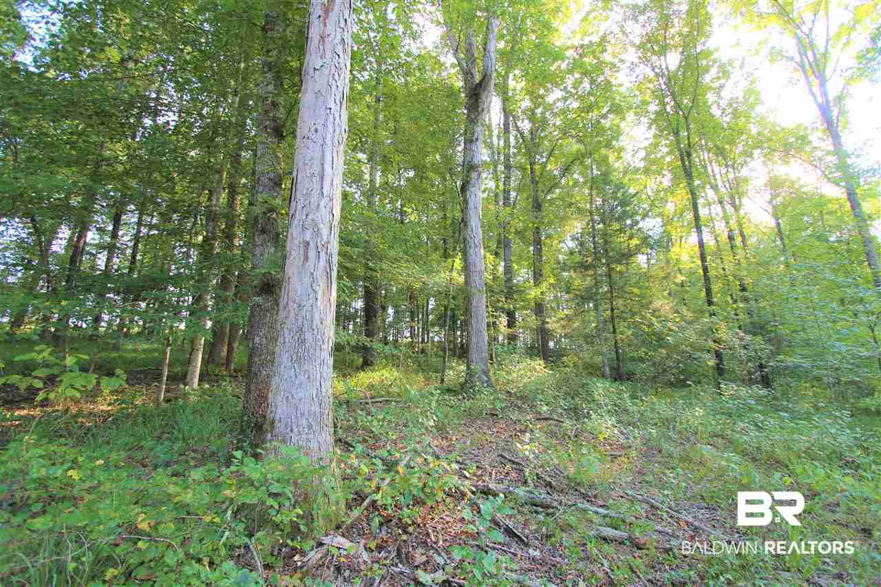 794 Dry Lake Road Luverne, AL 36049 - Photo 24 of 48 Hardwoods