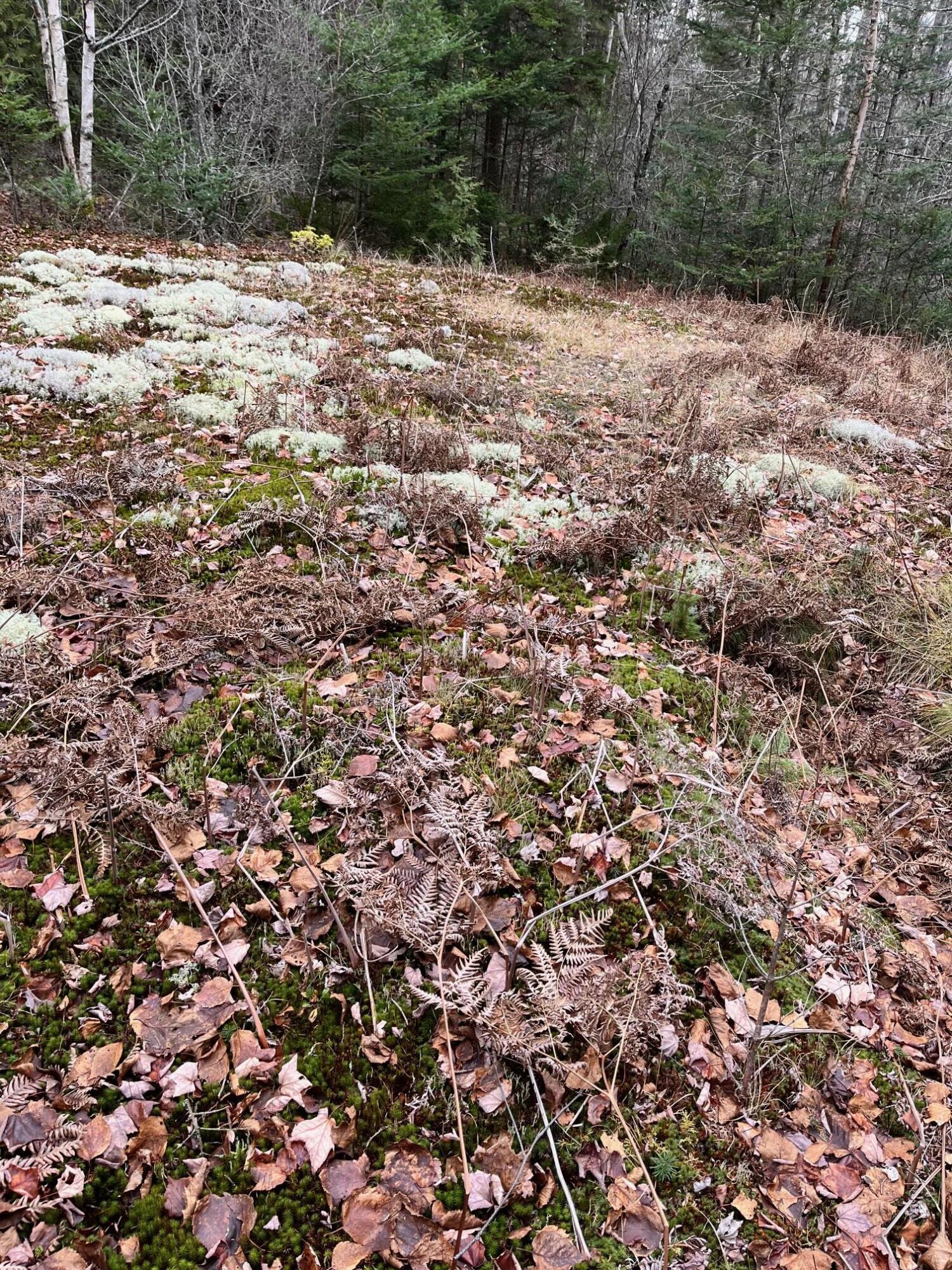 179 Birch-Harbor Road Winter Harbor, ME 04693 - Photo 4 of 6 IMG_9166