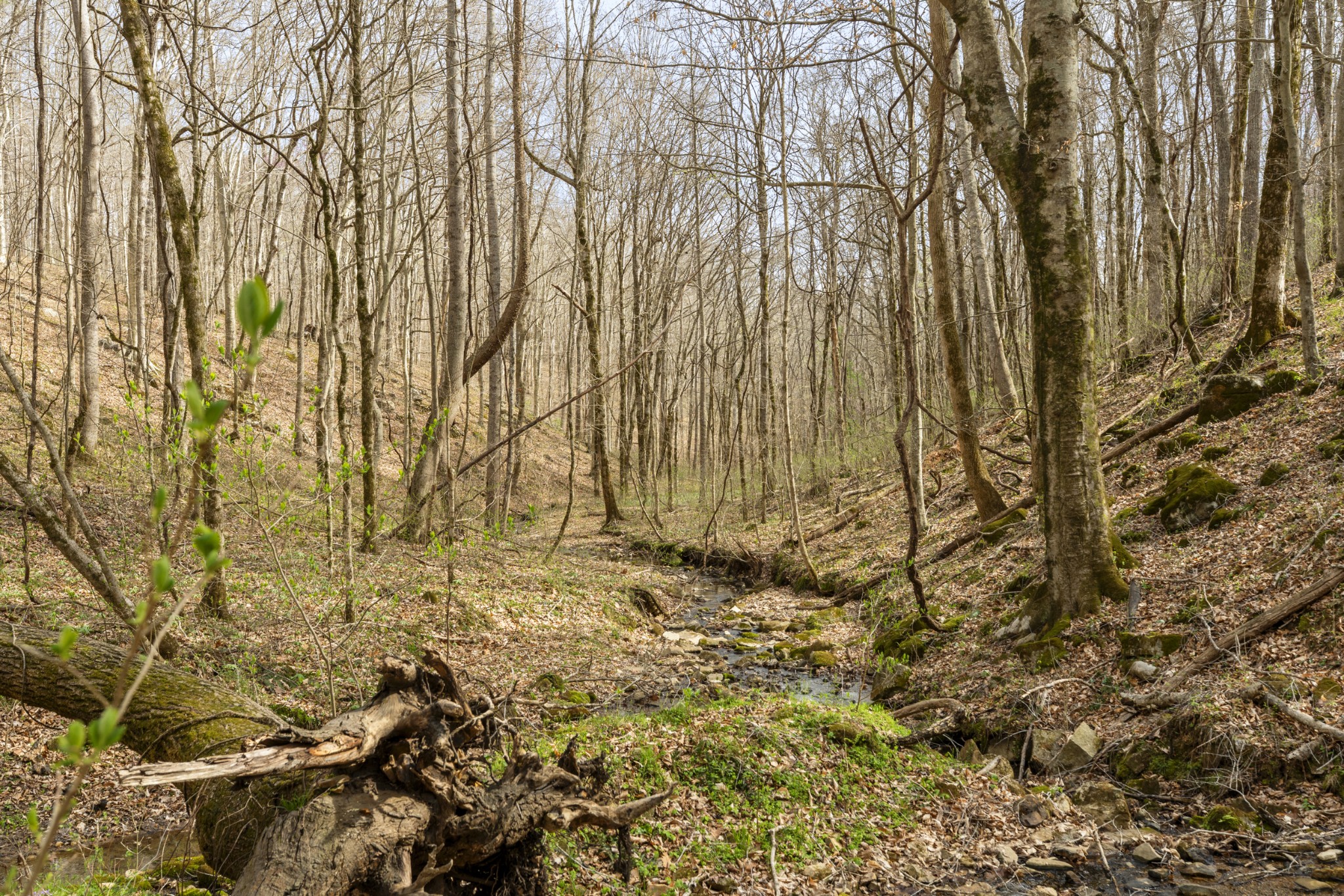 0 Maple Grove Road Dickson, TN 37055 - Photo 26 of 29