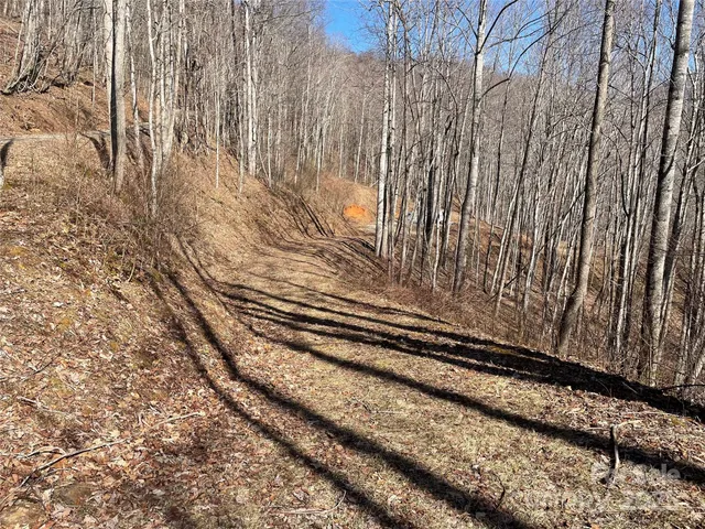 a close up of a plant