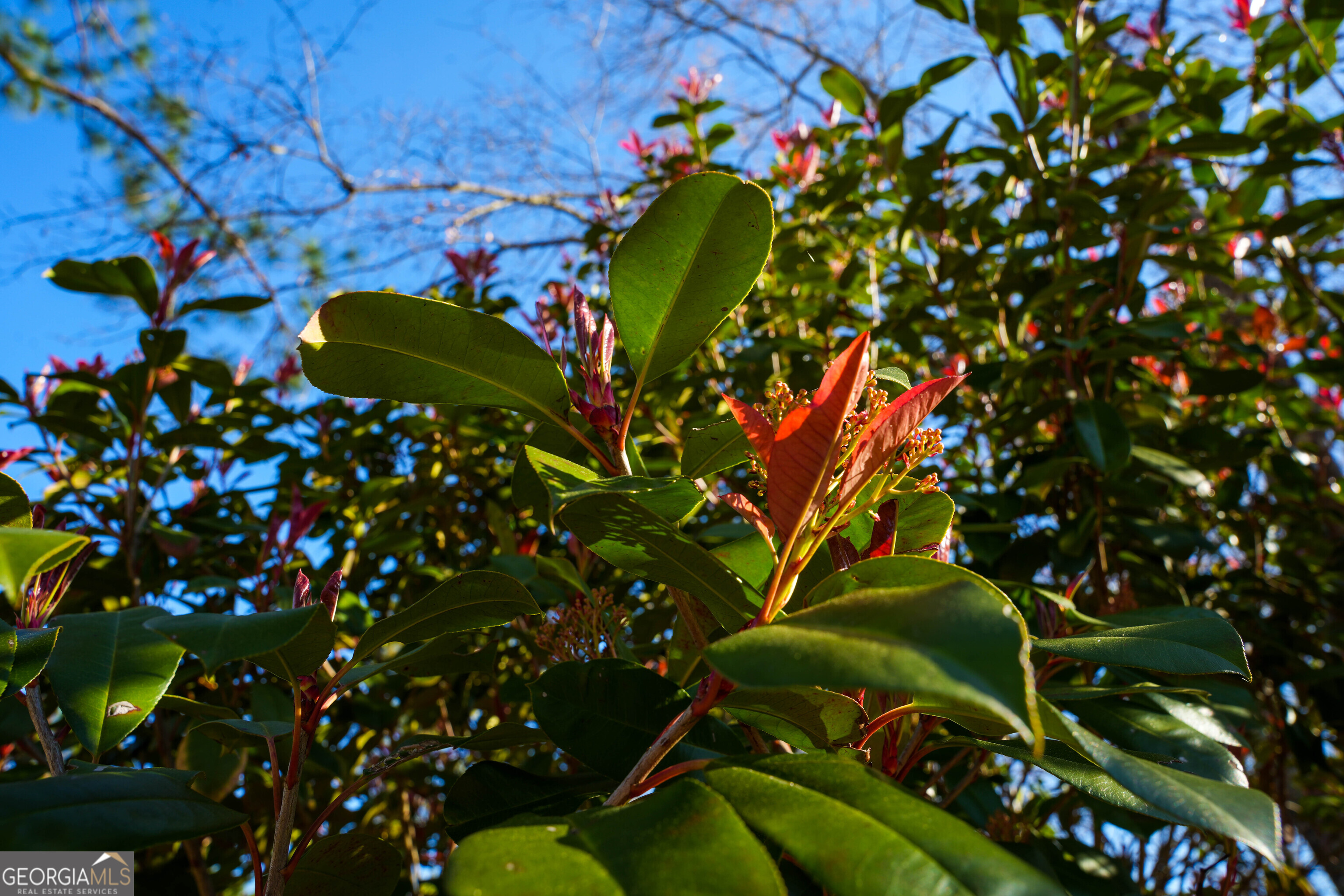 0 Clifton Road Statesboro, GA 30458 - Photo 11 of 23 a view of a tree with plants