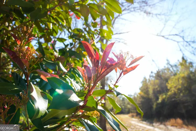 a view of a yard with trees