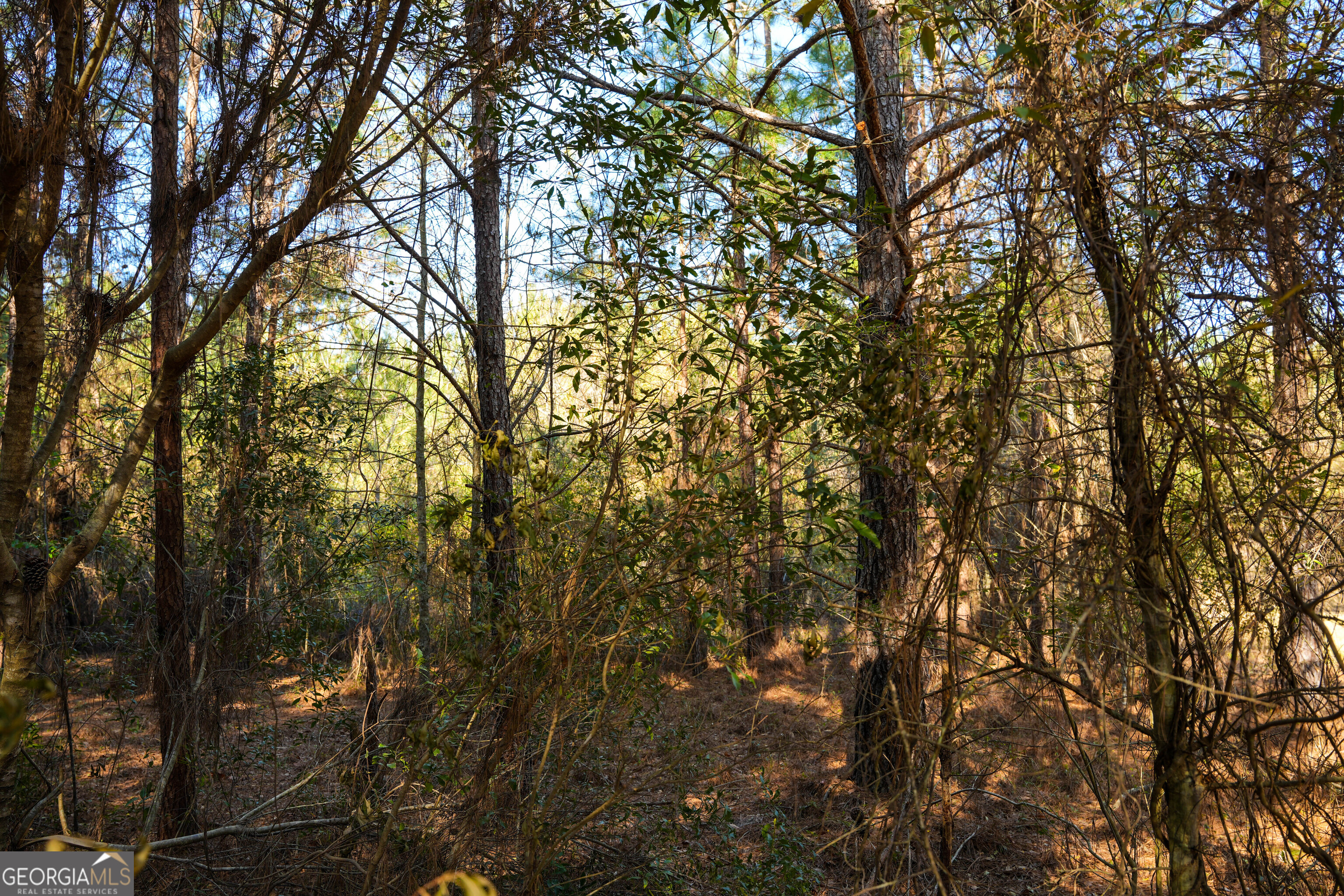 0 Clifton Road Statesboro, GA 30458 - Photo 15 of 23 a view of forest