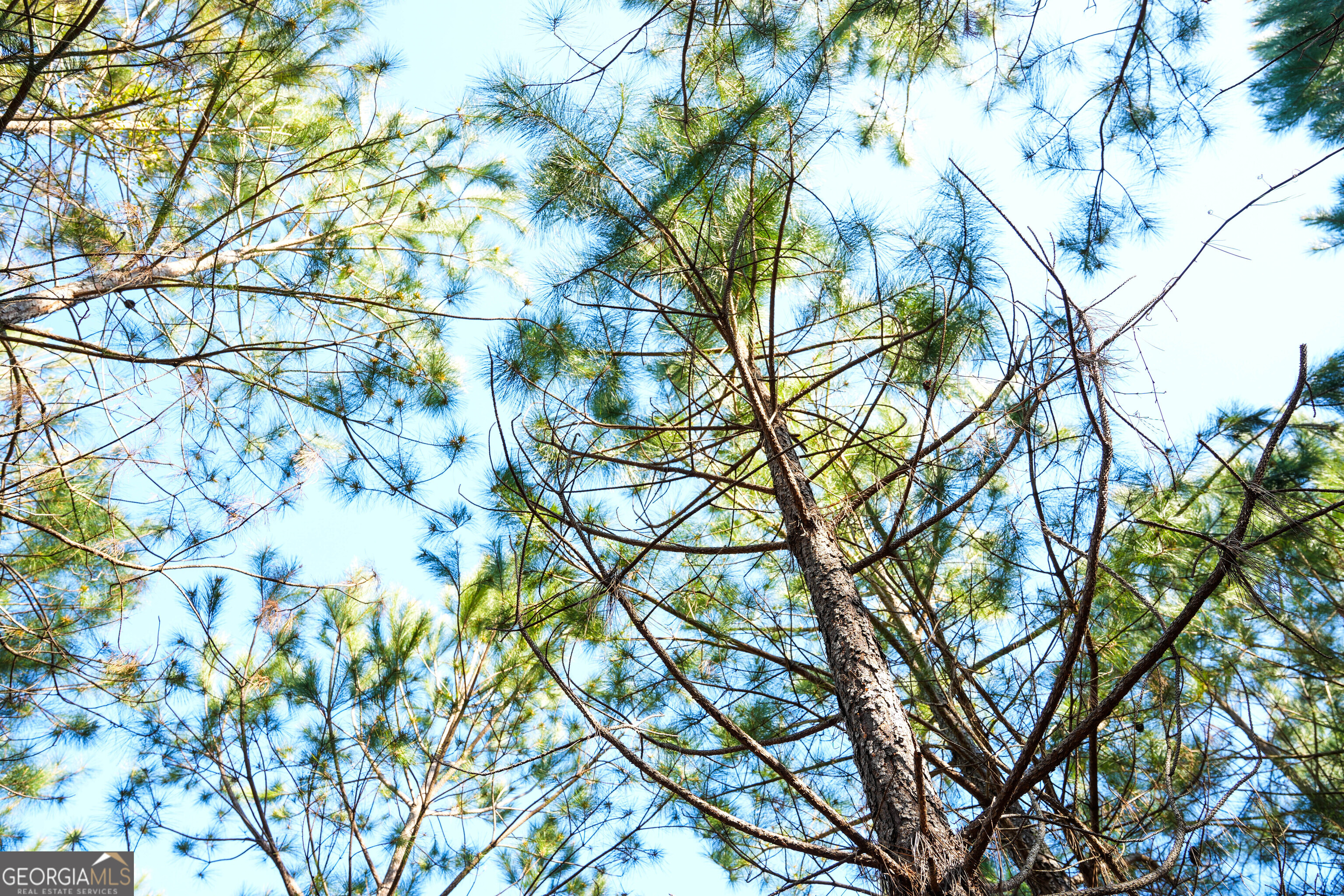 0 Clifton Road Statesboro, GA 30458 - Photo 17 of 23 a picture of tree