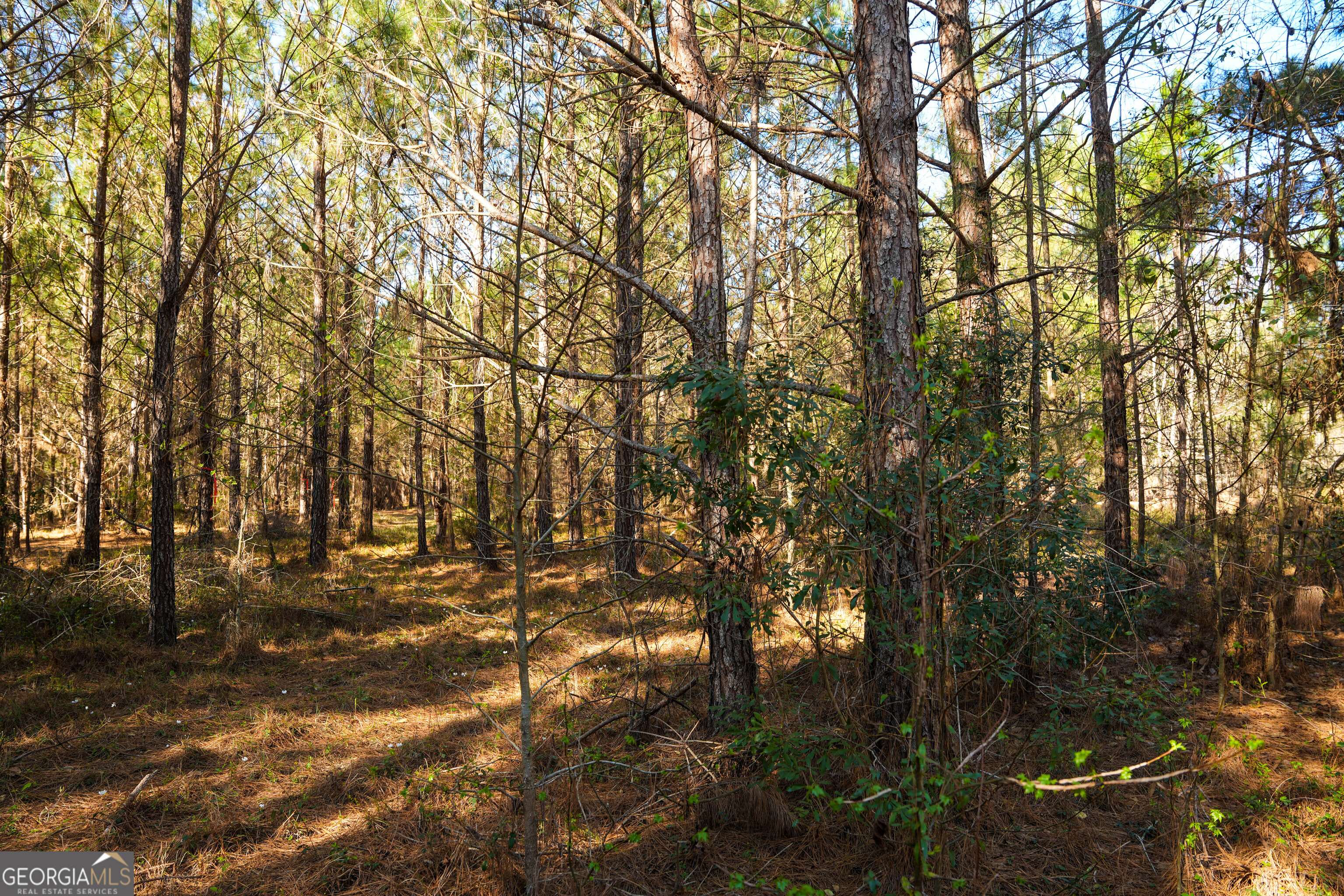 0 Clifton Road Statesboro, GA 30458 - Photo 19 of 23 a view of outdoor space with trees