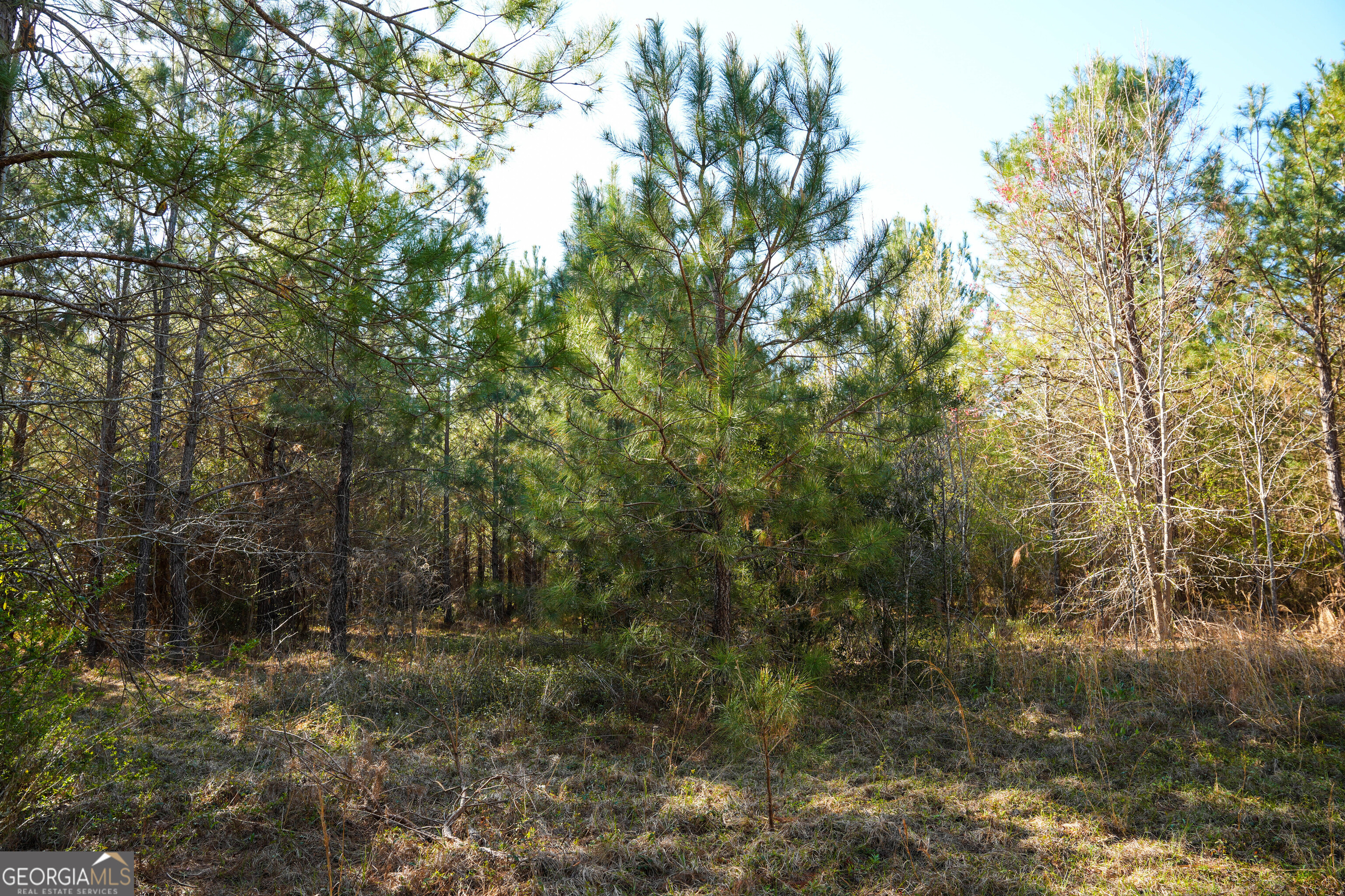 0 Clifton Road Statesboro, GA 30458 - Photo 21 of 23 a view of a forest with trees in the background