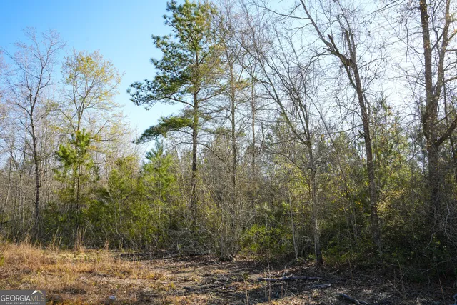 a view of a yard with trees in the background