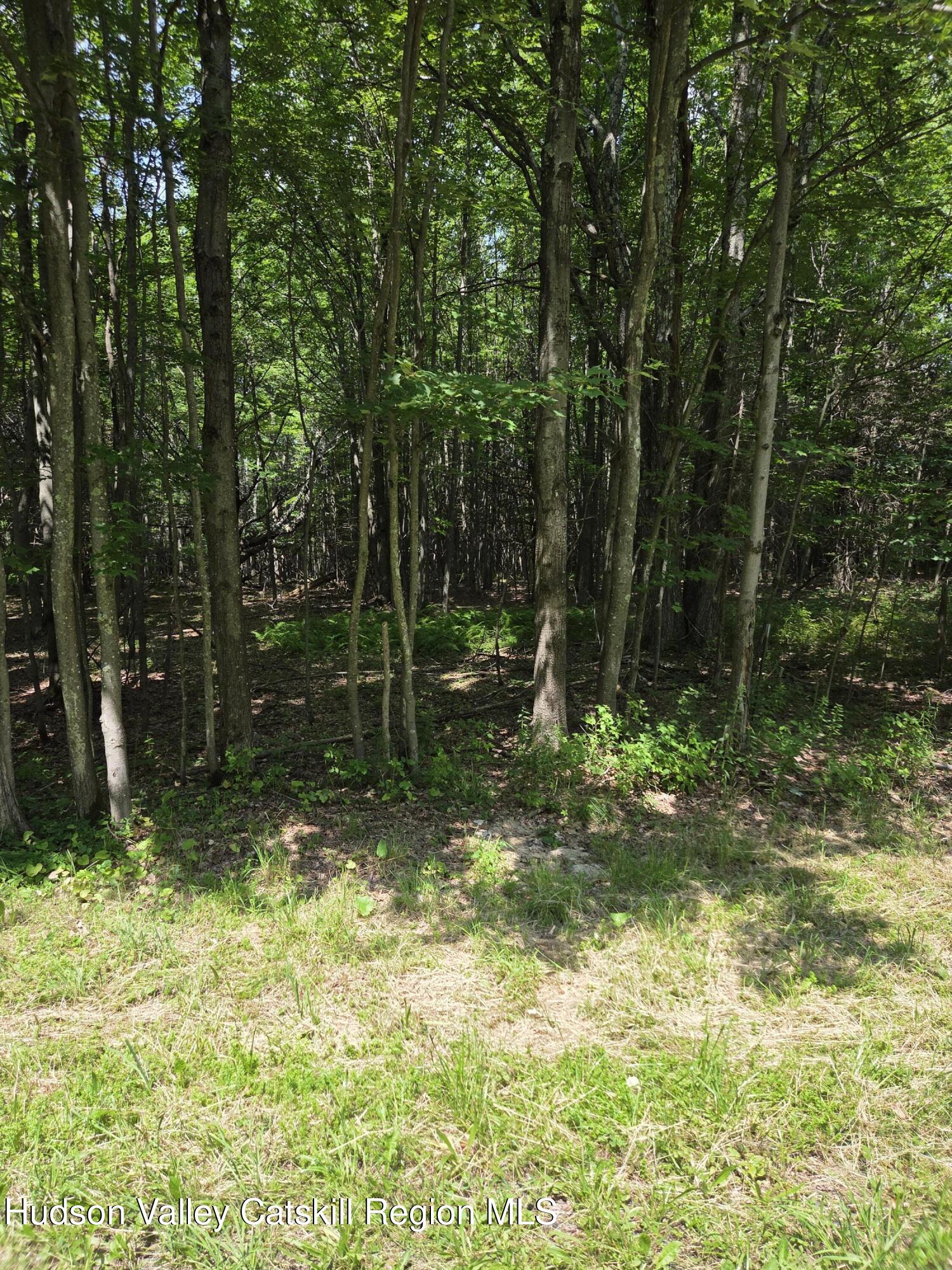 0 Harry Peckham Road Prattsville, NY 12468 - Photo 7 of 7 20260726_141354