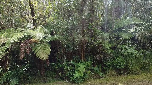 $39,000 | 604 Road 11 Volcano Hi 96785, Mountain View, HI 96771