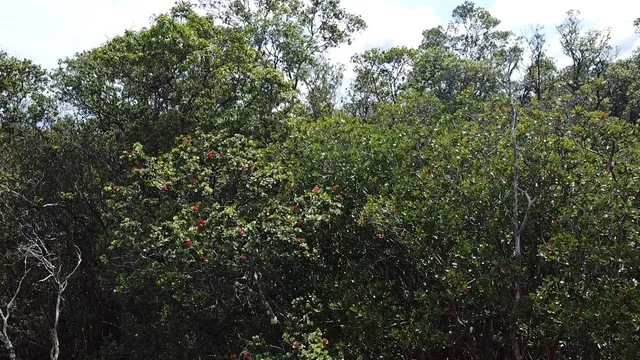 $39,000 | 604 Road 11 Volcano Hi 96785, Mountain View, HI 96771