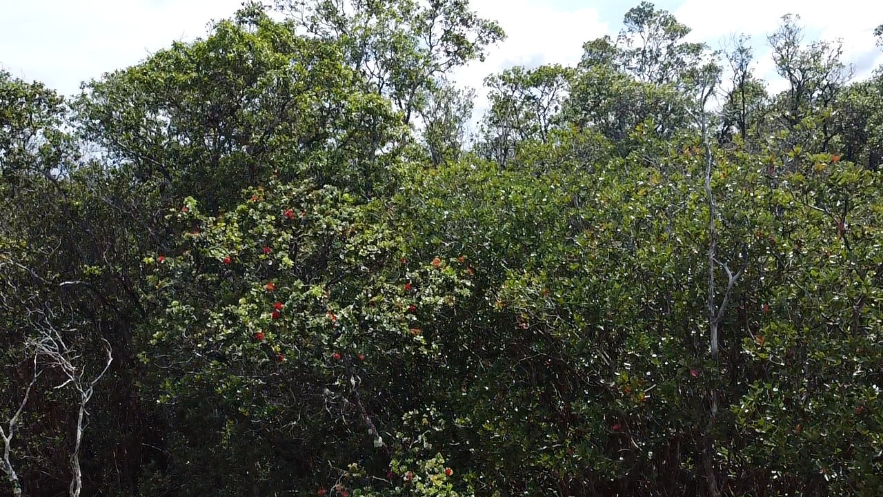 604 Road 11 Volcano Hi 96785 Mountain View, HI 96771 - Photo 3 of 12